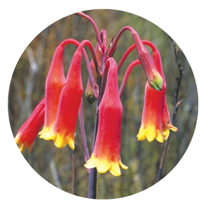 Christmas Bell (Australische Buschblüten Essenzen)