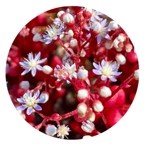 Sedum (Australische Buschblüten Essenzen)
