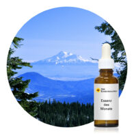 Mount Shasta (Bergessenzen & mehr)