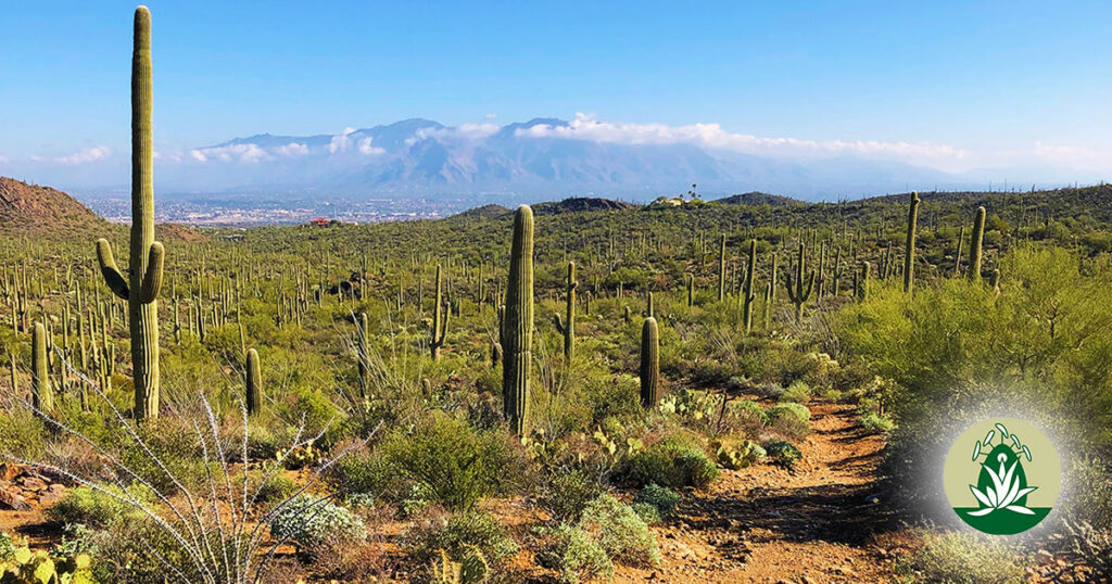 Einladung zur Veränderung: Bewusstsein, Gefühl und Wahrheit (Desert Alchemy)