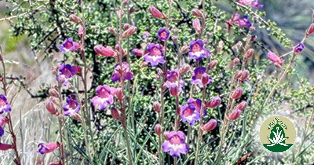 Lavender Wand Penstemon (Desert Alchemy)