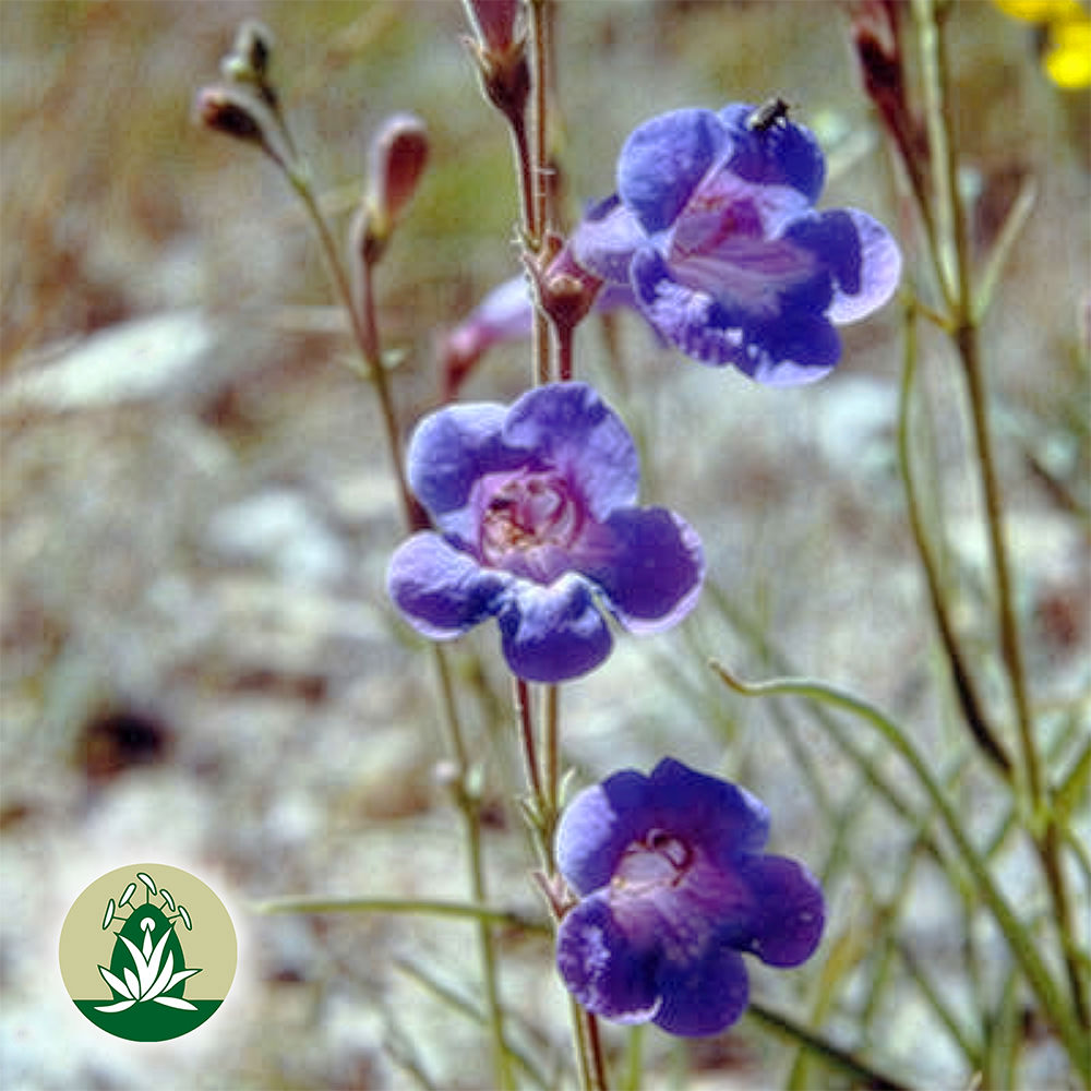 Lavender Wand Penstemon (Desert Alchemy)