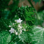 Mala Mujer (Desert Alchemy)