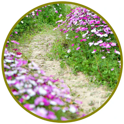 Erhelle dein Leben – die Magie eines bewussten, erfüllten Lebens (Pacific Essences)