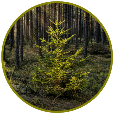 Erhelle dein Leben – die Magie eines bewussten, erfüllten Lebens (Pacific Essences)