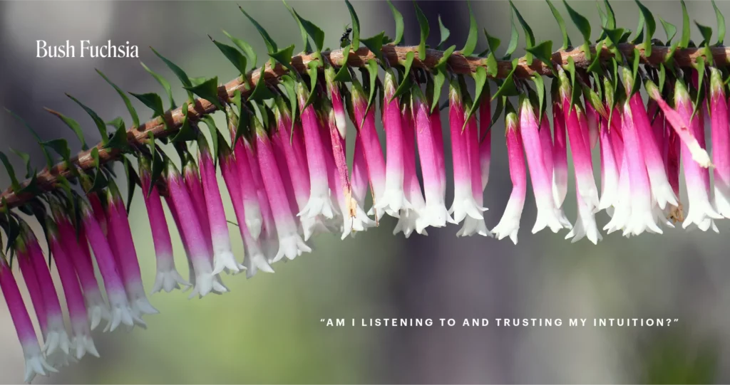 Bush Fuchsia (Australische Buschblüten Essenzen)