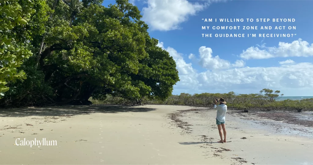 Calophyllum (Australische Buschblüten Essenzen)