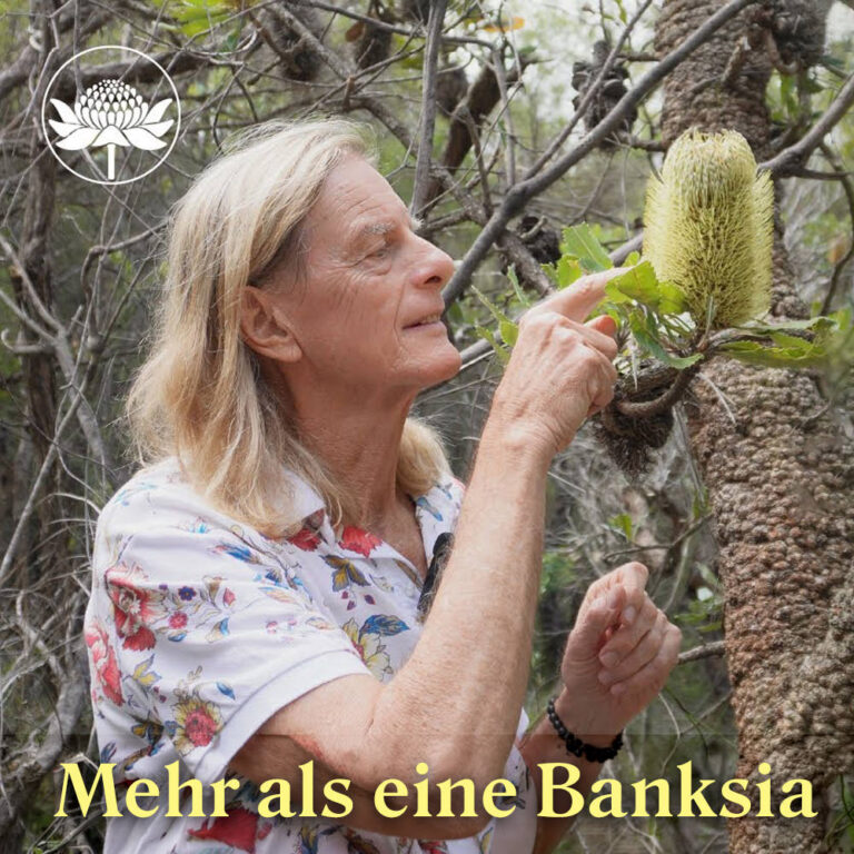 Mehr als eine Banksia | Old Man Banksia (Australische Buschblüten Essenzen)