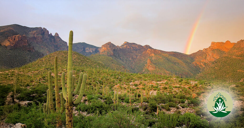 Camphorweed, Cardinal Flower, Mariposa Lily und White Evening Primrose: Vier Desert Alchemy Blütenessenzen für Klarheit und innere Stärke