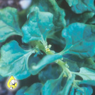 Die Signaturessenz – Stärken vertiefen und ganz bei sich ankommen