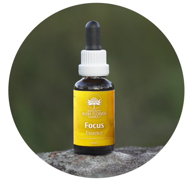 Focus Essence (Australische Buschblüten Essenzen)