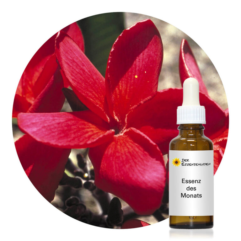 Red Suva Frangipani (Australische Buschblüten Essenzen)