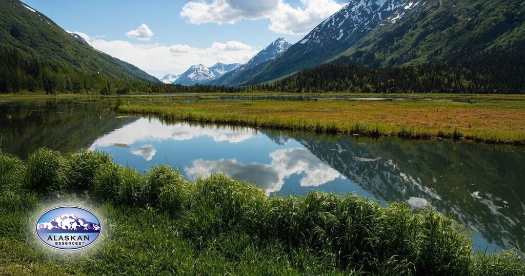 Wenn der Verstand loslässt, entsteht Vertrauen (Alaskan Essences)