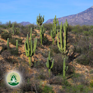 Mehr über den Artikel erfahren Grenzen setzen, loslassen, Hilfe annehmen