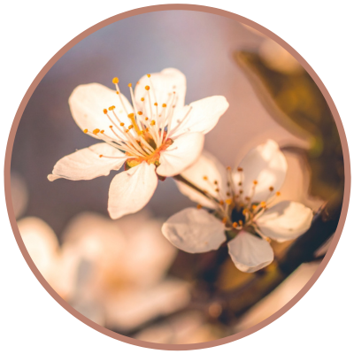 Kirschblüte (Pacific Essences)