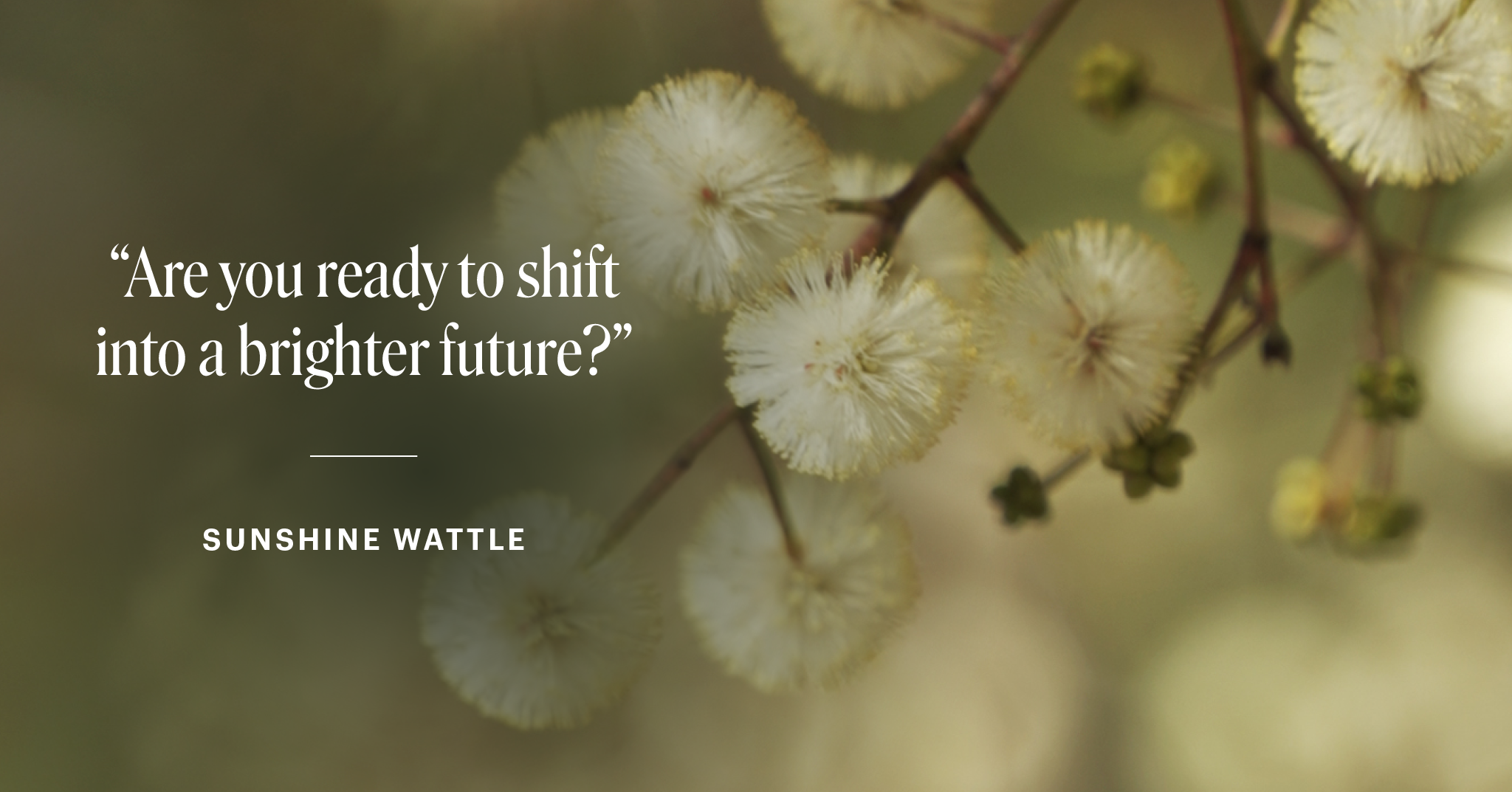 Weiße, flauschige Blüten an Zweigen mit dem Text „Are you ready to shift into a brighter future?“