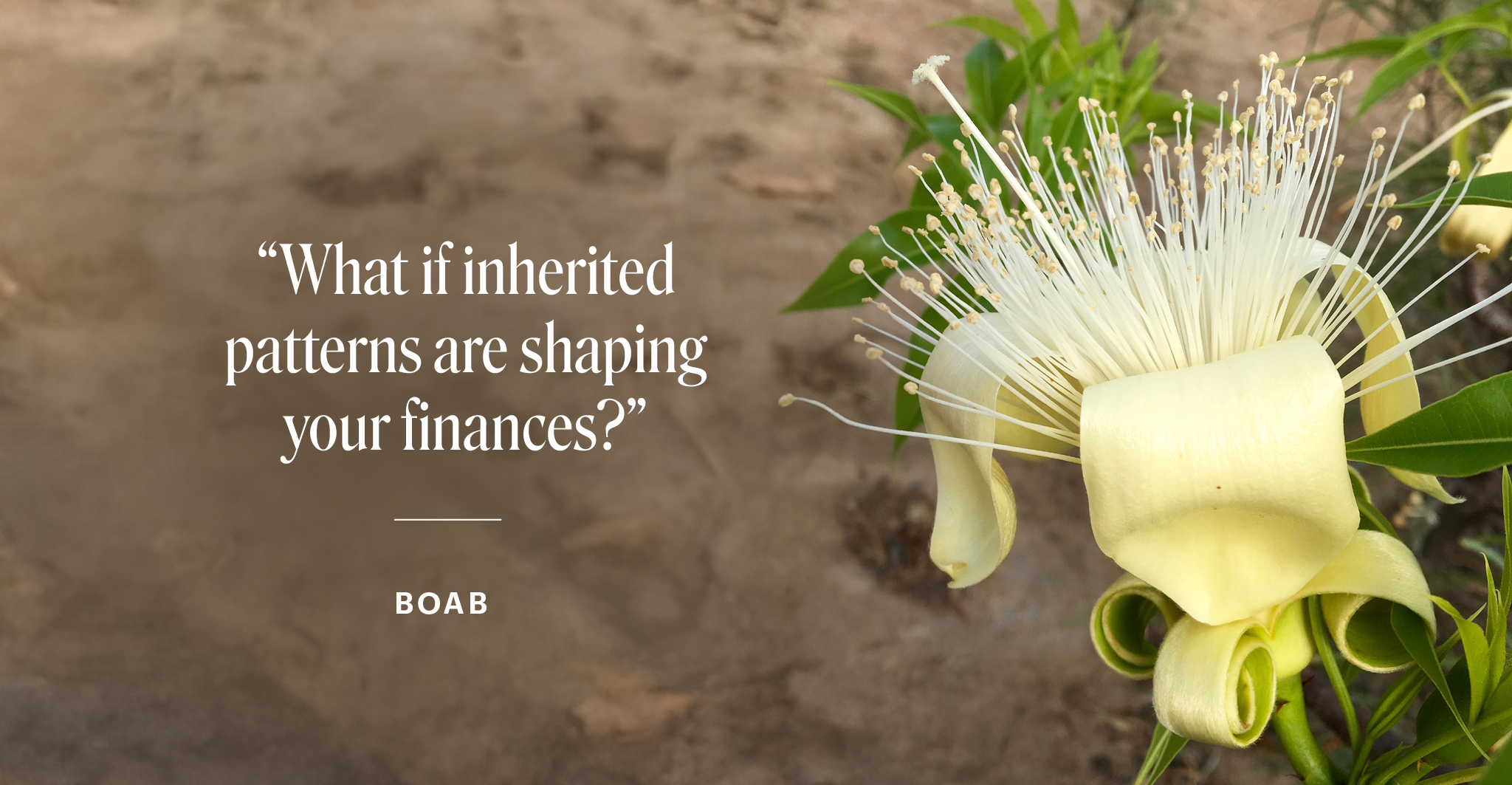 Cremegelbe Blüte mit langen weißen Staubfäden vor sandigem Hintergrund