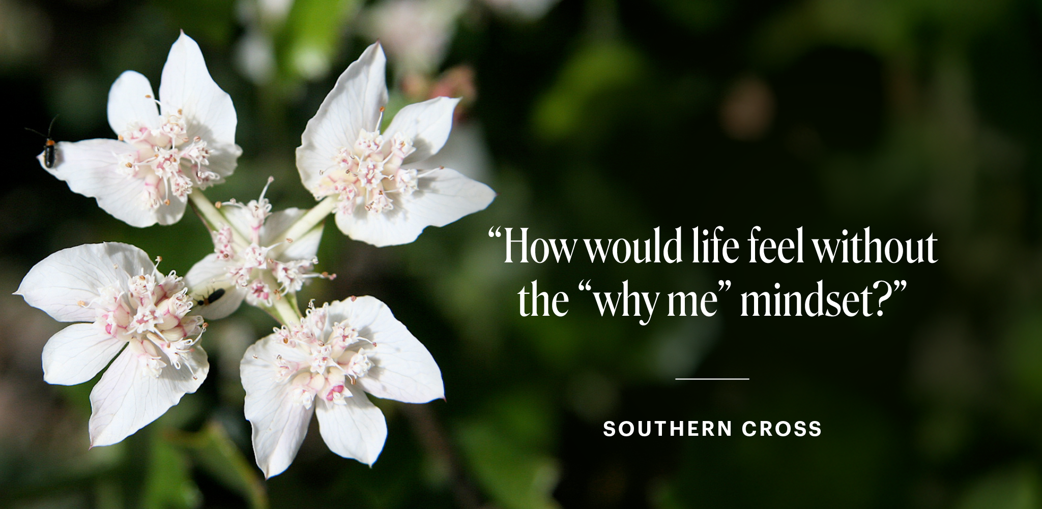 Weiße Blüten vor dunklem Grün mit dem Text „How would life feel without the why me mindset?“
