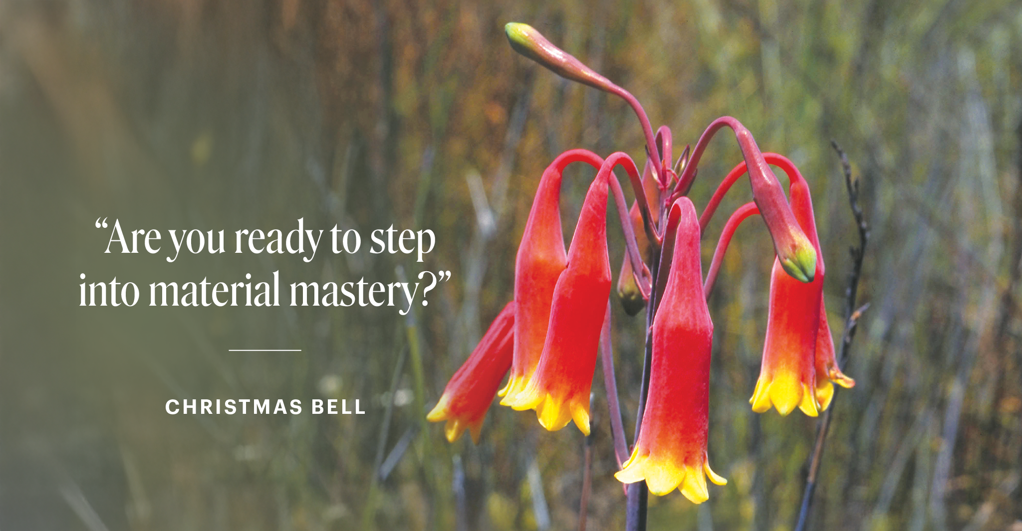 Rote, glockenförmige Blüten mit gelben Spitzen vor unscharfem Hintergrund und dem Text „Are you ready to step into material mastery?“