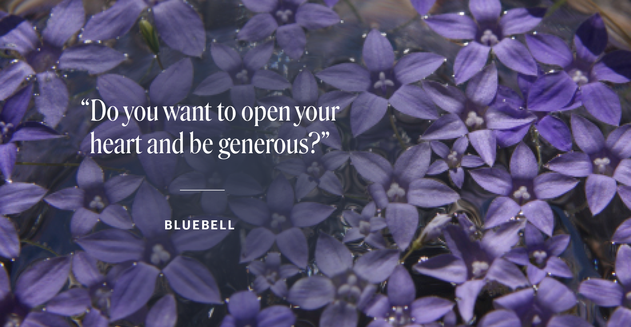 Viele kleine lilafarbene Sternblüten mit dem Text „Do you want to open your heart and be generous?“