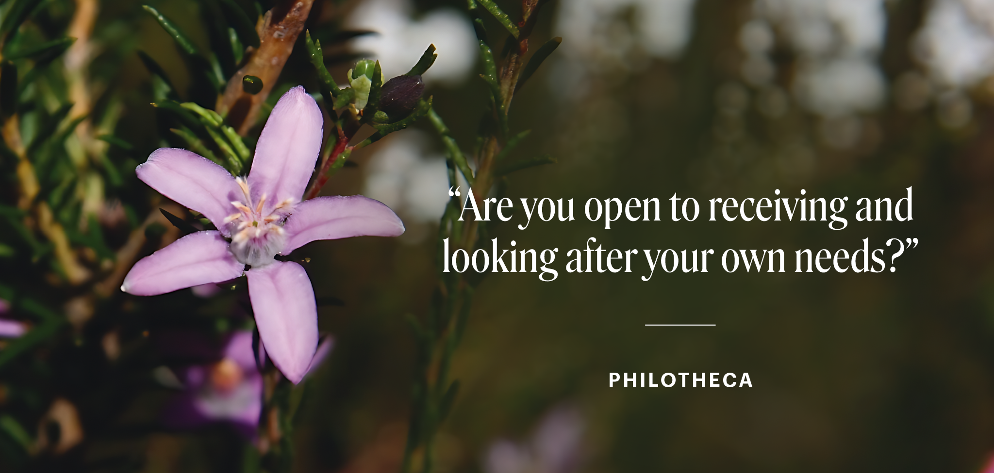 Violette Blüte neben zwei braunen Tropfflaschen auf hellem Hintergrund mit dem Text „Are you open to receiving and looking after your own needs?“