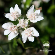 Buschblüten Essenzen für Fülle, innere Ruhe und Zuversicht