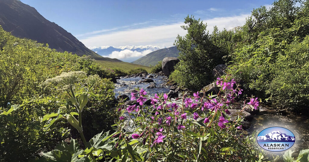 Freunde dich mit deinem Körper an (Alaskan Essences)
