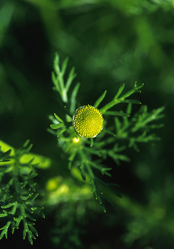 Pineapple Weed (Alaskan Essences)
