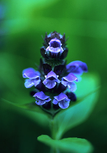 Self Heal (Alaskan Essences)