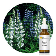 White Lupine (Alaskan Essences)
