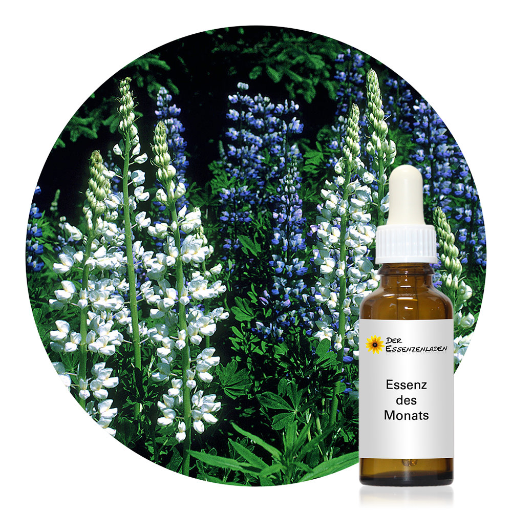 White Lupine Blütenessenz von Alaskan Essences