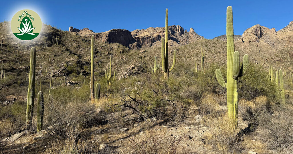 Deine Einzigartigkeit, Schönheit und Erdung: Desert Alchemy Blütenessenzen für April 2026