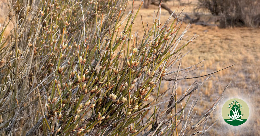 Innere Führung, Zuversicht und tiefes Verstehen (Desert Alchemy)