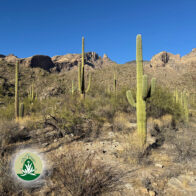 Desert Alchemy: Einzigartigkeit, Schönheit und Erdung