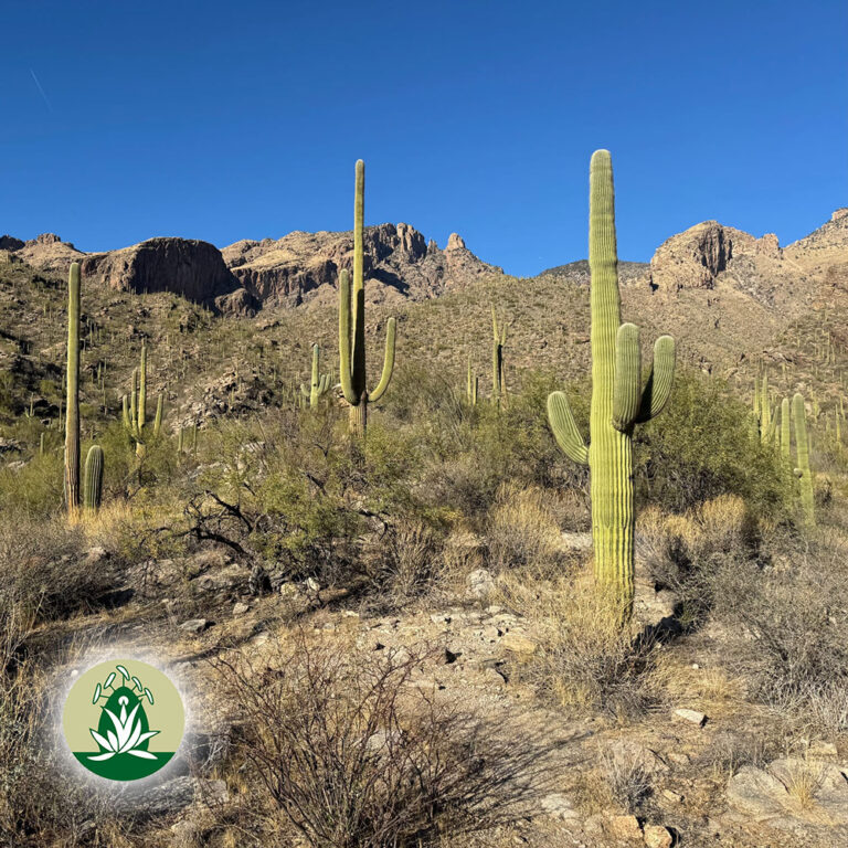 Deine Einzigartigkeit, Schönheit und Erdung: Desert Alchemy Blütenessenzen für April 2026