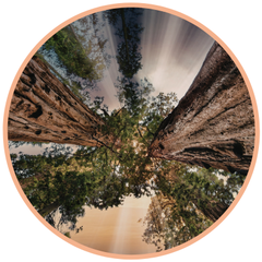 Blick von unten in die Kronen riesiger Mammutbäume