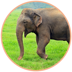 Elefant auf einer grünen Wiese