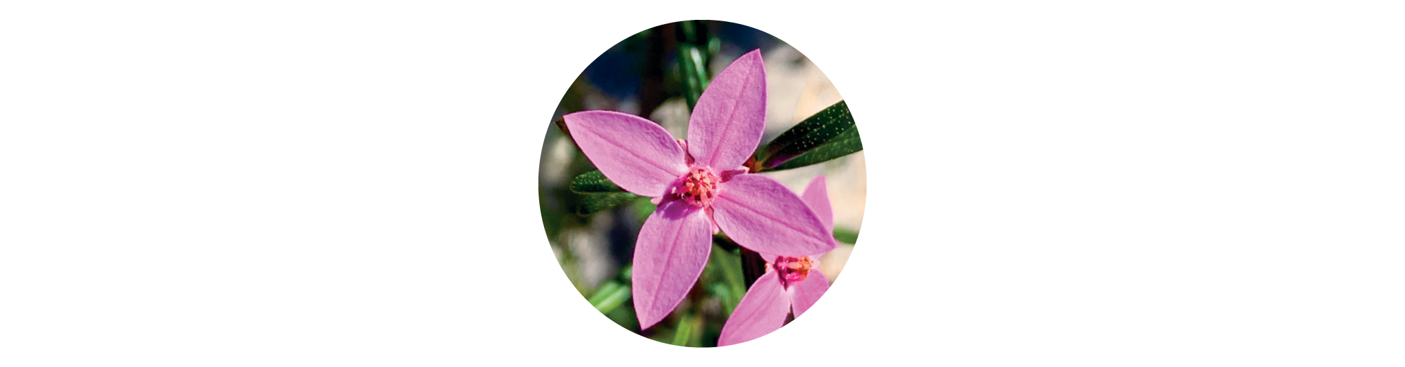 Boronia Blüte aus der Calm & Clear Mischung