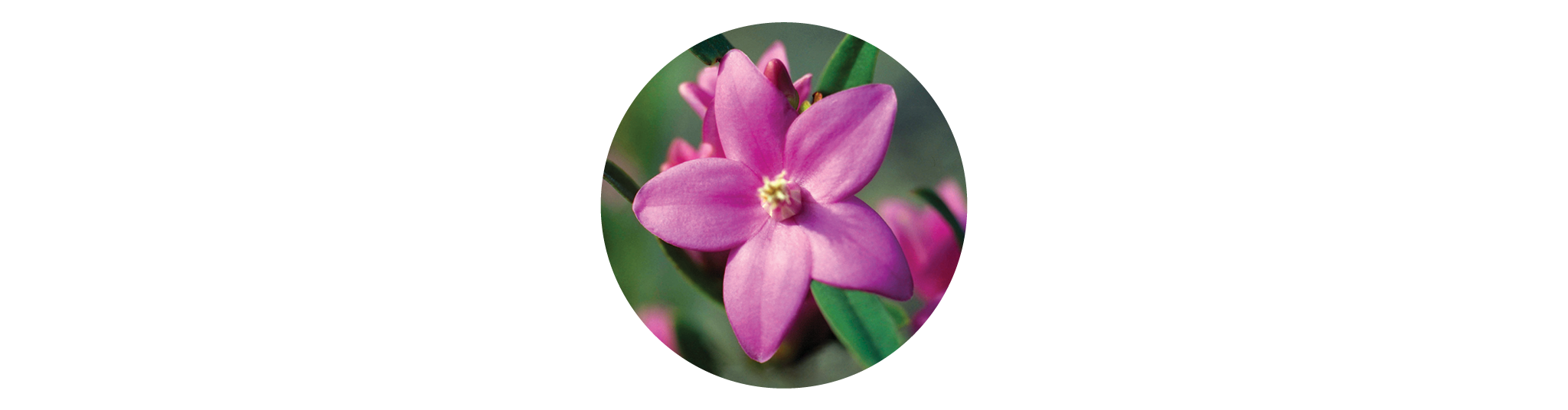 Crowea Blüte aus der Calm & Clear Mischung
