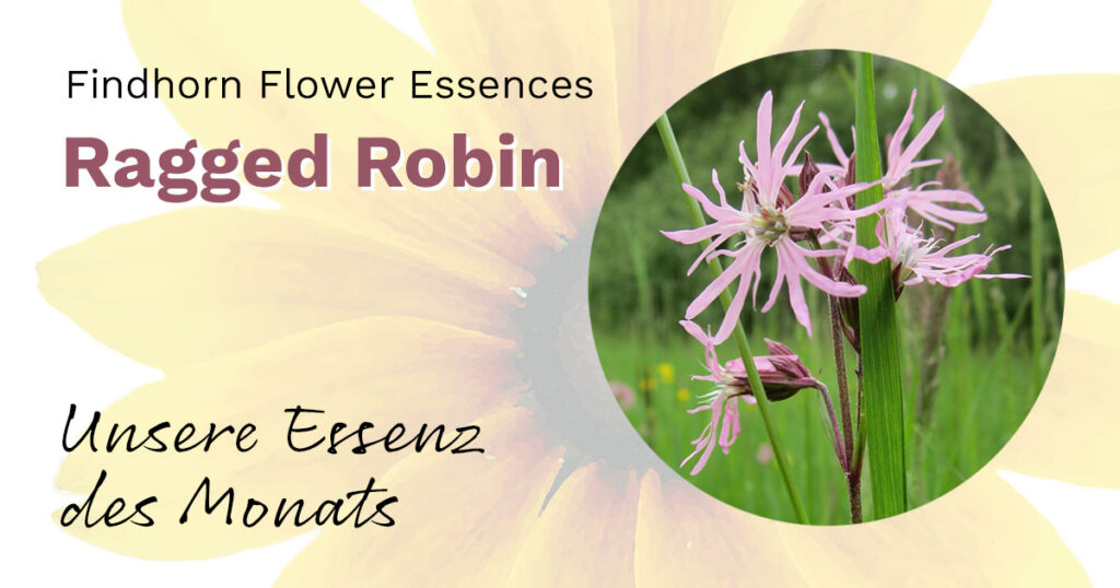 Ragged Robin: Reinheit und innere Reinigung (Findhorn Flower Essences)