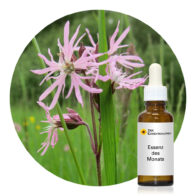 Ragged Robin: Reinheit und innere Reinigung