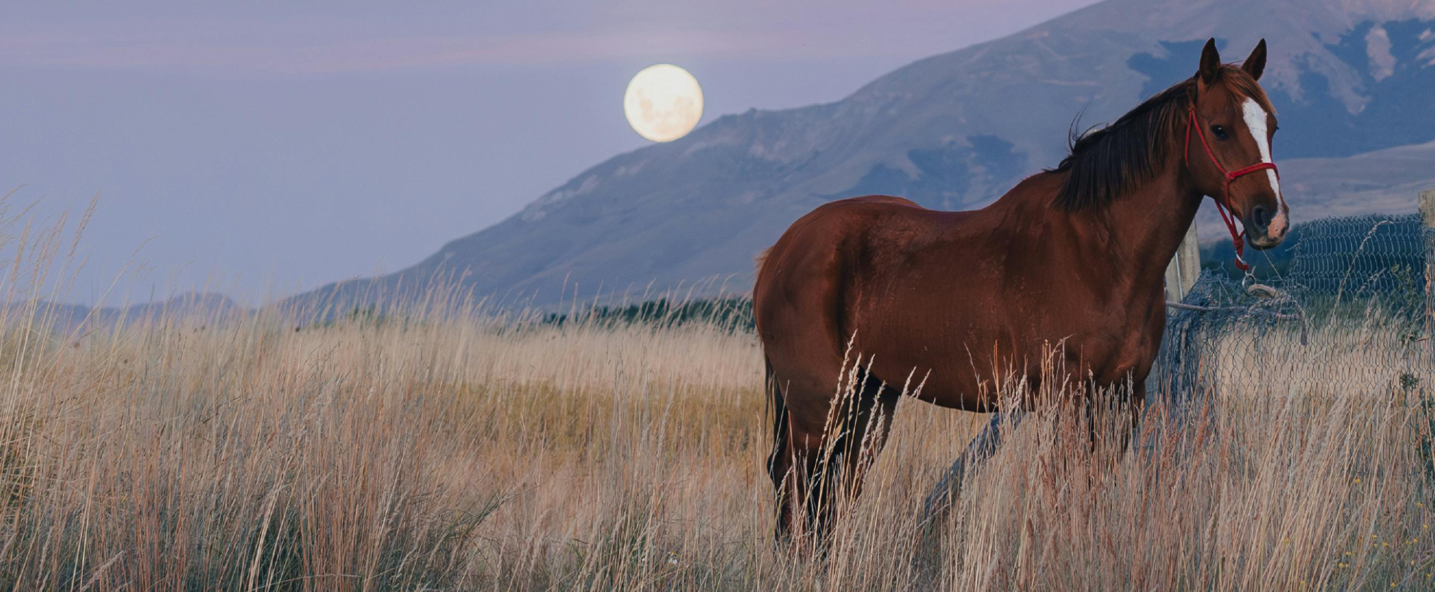 Braunes Pferd mit rotem Halfter in hohem Gras; im Hintergrund Berge und ein heller Vollmond am Dämmerungshimmel.