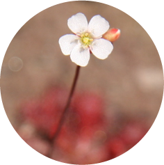 Kleine weiße Sundew Blüte mit gelber Mitte an einem dünnen Stiel vor unscharfem braun-rötlichem Hintergrund.