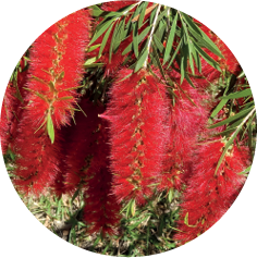 Rotes Bottlebrush Blütenbüschel mit schmalen grünen Blättern vor hellem Hintergrund.
