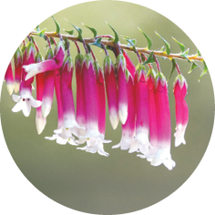 Bush Fuchsia Blüten mit pink-weißen, glockenförmigen Blüten vor unscharf grünem Hintergrund.