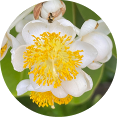 Weiße Calophyllum Blüte mit gelben Staubgefäßen vor grünem Hintergrund.
