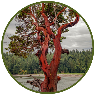 Arbutus-Baum mit charakteristischer roter Borke auf Vancouver Island