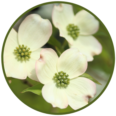 Hartriegel-Blüten (Dogwood) in weißer Blütenpracht