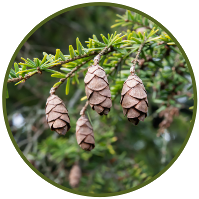 Hemlock-Zweig mit Zapfen (tsuga heterophylla)