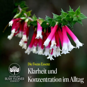 Mehr über den Artikel erfahren Focus Essence: Klarheit und Konzentration im Alltag
